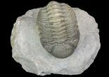 Detailed Morocops Trilobite - Beautiful Eyes #90020-5